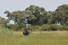 Okavango - Elephant