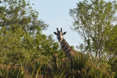 Okavango - Giraffe