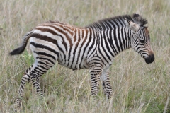 Maasai Mara - Baby Zebra