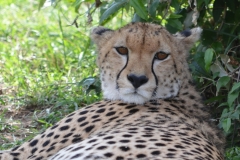 Maasai Mara - Cheetah