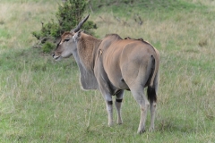 Maasai Mara - Eland