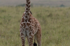 Maasai Mara - Giraffe