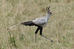 Maasai Mara - Secretary Bird