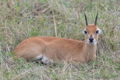 Maasai Mara - Suni Antelope
