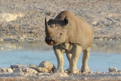 Etosha - Rhino
