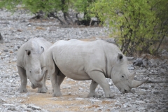 Etosha - White Rhino