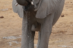 Etosha - Young Elephant Drinking