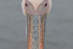 Walvis Bay - Looking a Pelican Between the Eyes