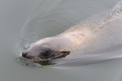 Walvis Bay - Seal Swimming by the Boat