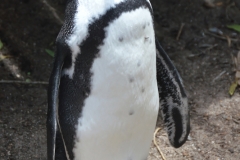 An African Penguine at Boulders