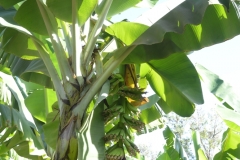 Mto Wa Mbu - Banana Plantation