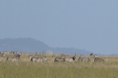 Serengeti - Balloons