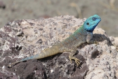 Serengeti - Blue Headed Lizard