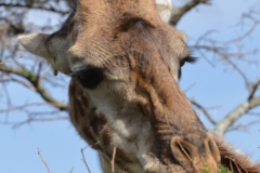 Serengeti - Curious Giraffe