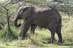 Serengeti - Elephant