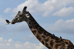 Serengeti - Giraffe With Tick Birds