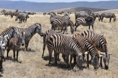 Serengeti - Grazing Zebra