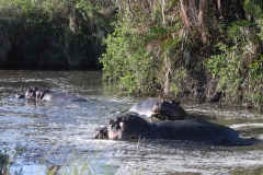 Serengeti - Hippo