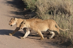 Serengeti - Lion Cubs