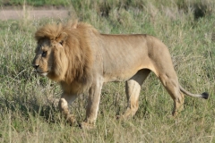 Serengeti - Lion