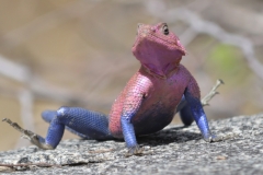 Serengeti - Pink and Blue Lizard