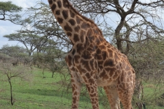 Serengeti - Twiga