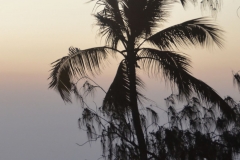 Zanzibar - Palm
