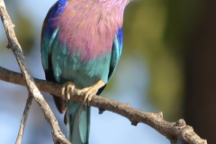 South Luangwa - Lilac-Breasted Roller