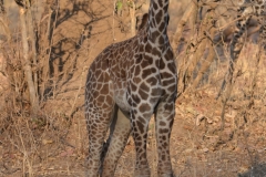 South Luangwa Young Giraffe