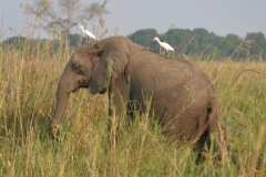Zambezi Elephant