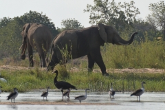 Zambezi - Elephants and Waders