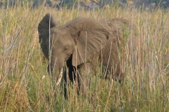 Zambezi - Elephany Near the Camp Site