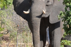 Hwange - Elephant