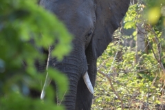 Hwange - Elephany in the Bush