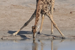 Hwange - Giraffe Deinking