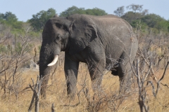 Hwange - Lone Bull Elephant