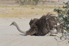 Hwange - Ostrich has a Dust Bath