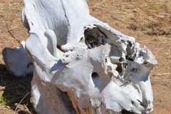 Matobo - White Rhino Skull