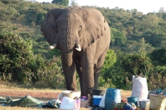 81710 Elephant invades Roy Safaris
