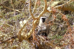 19 Monkey in Thorn Tree - Ngorongoro