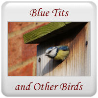 Blue Tits and Other Birds