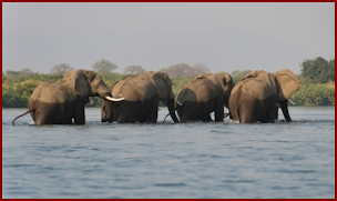 Elephants in the Zambezi