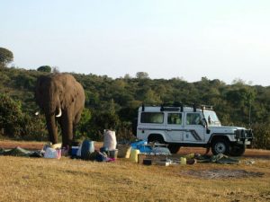 Wild Elephant Eating Fruit from the Camp Supplies