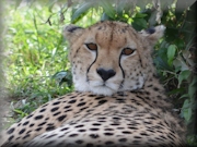 Safari 2013 - Cheetah