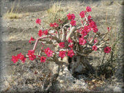 Desert Rose, Tanzania