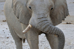 Etosha-17