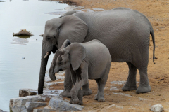 Etosha-31
