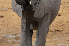 Etosha-32