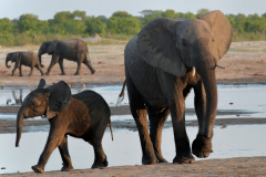Hwange-12