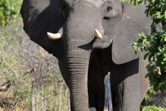Hwange-19